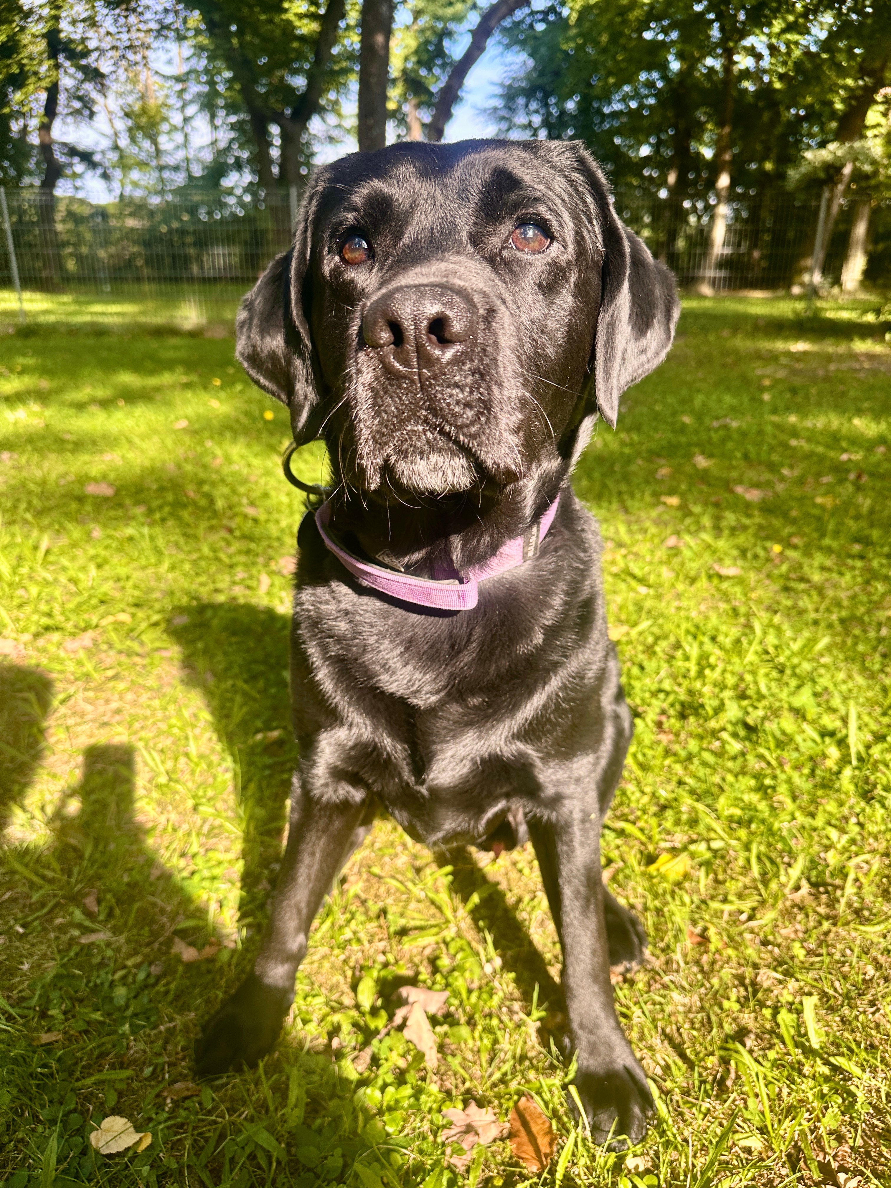 King of Avon’s Spirit, Rufname Darcy