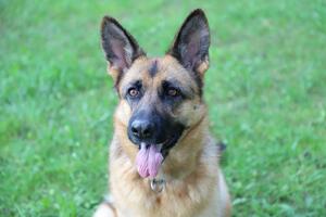 Emica della Rocca Malatestiana