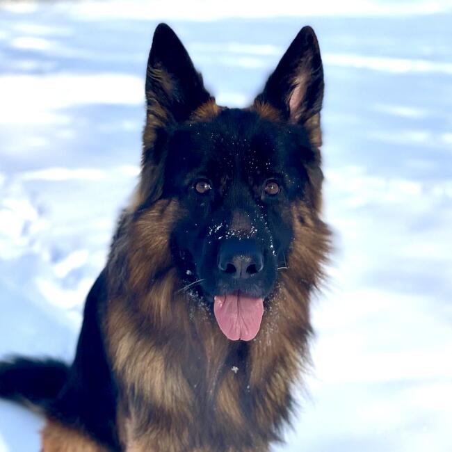 Umberto vom Sendling Kennel