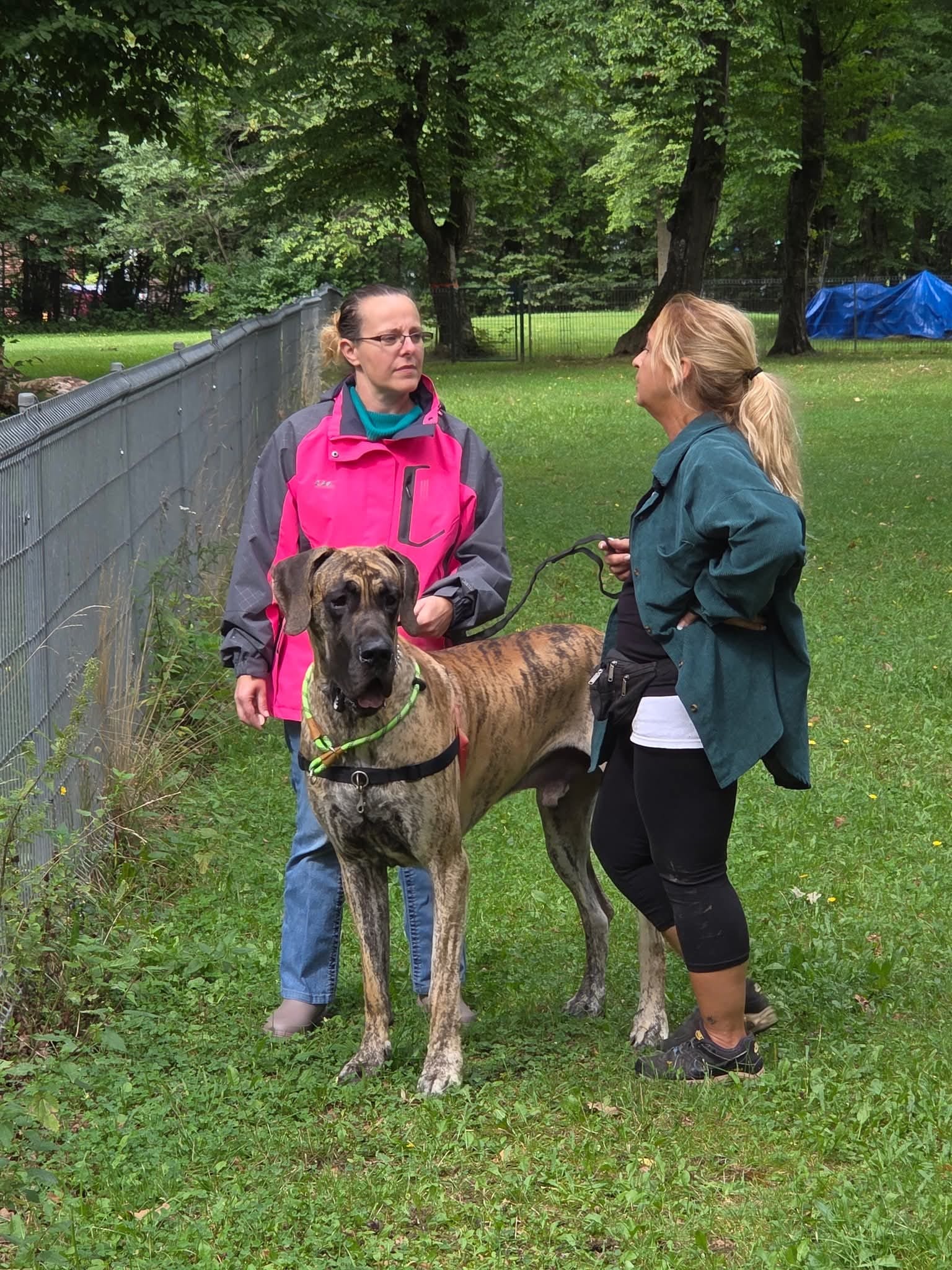 Erziehungskurs beim SV OG München-Süd-Gräfelfing