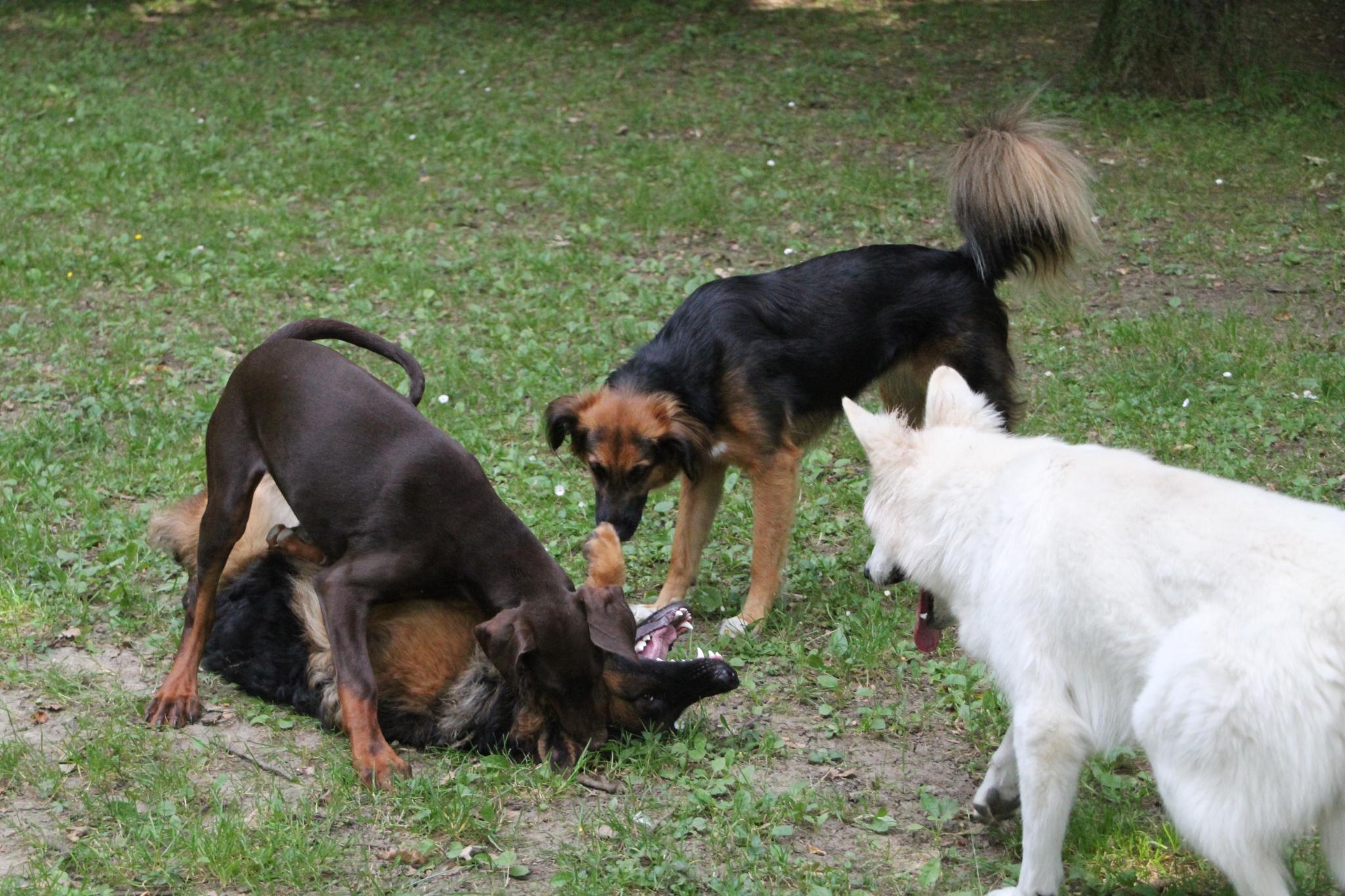 Junghunde beim Training