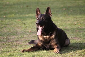 Bandit vom Räuberhaus - In Gedenken