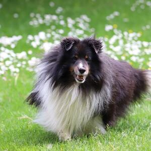 Fernando of perfect Dream - In Gedenken