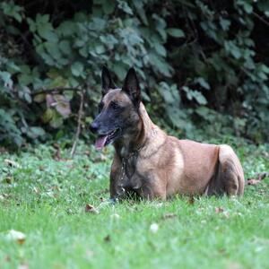 King Chicko - In Gedenken