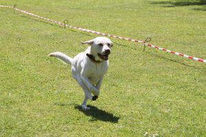 Sirius of Moonlight's Pleasure - In Gedenken